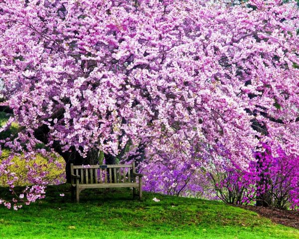 Delaware, Wilmington Bench under cherry blossoms